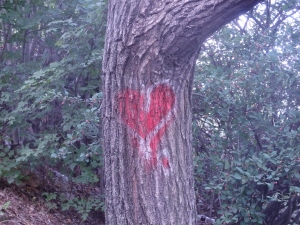 A heart painted on a tree on Gellert Hill
